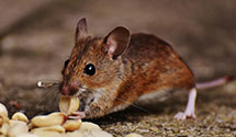 24 Hour & Emergency Exterminators in San Fidel, NM